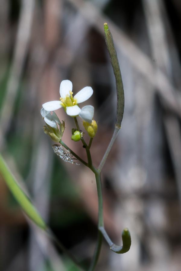 Arabis ciliata ?